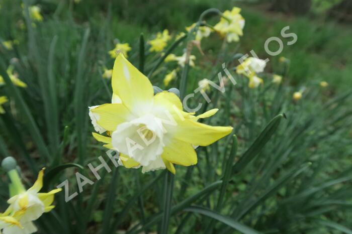 Narcis 'Pipit' - Narcissus 'Pipit'