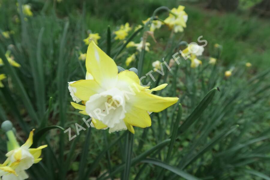 Narcis 'Pipit' - Narcissus 'Pipit'