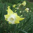 Narcis 'Pipit' - Narcissus 'Pipit'