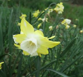 Narcis 'Pipit' - Narcissus 'Pipit'