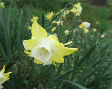 Narcis 'Pipit'