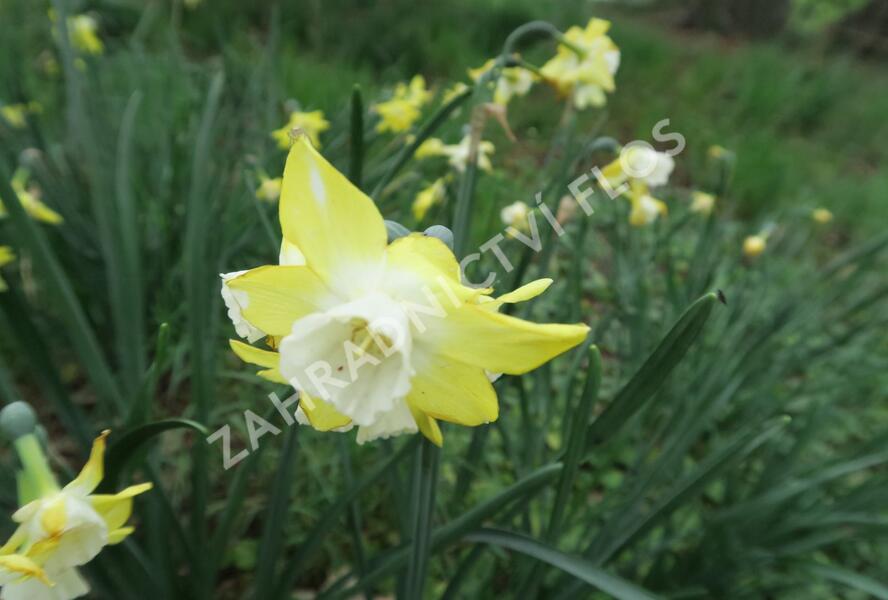 Narcis 'Pipit' - Narcissus 'Pipit'