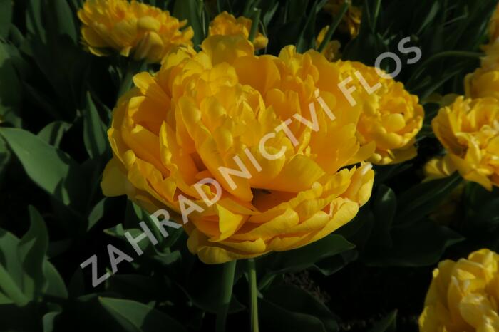 Tulipán plnokvětý pozdní 'Yellow Pomponette' - Tulipa Double Late 'Yellow Pomponette'