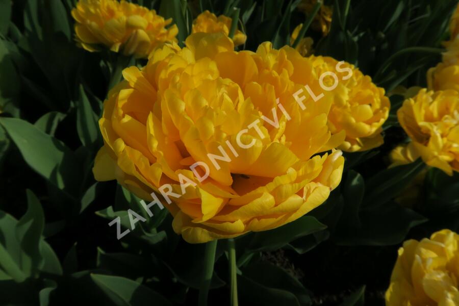 Tulipán plnokvětý pozdní 'Yellow Pomponette' - Tulipa Double Late 'Yellow Pomponette'