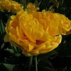 Tulipán plnokvětý pozdní 'Yellow Pomponette' - Tulipa Double Late 'Yellow Pomponette'