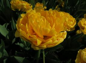 Tulipán plnokvětý pozdní 'Yellow Pomponette' - Tulipa Double Late 'Yellow Pomponette'