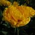 tulipan-pivonkovity-yellow-pomponette.jpg