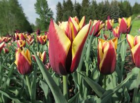 Tulipán Triumph 'Gavota' - Tulipa Triumph 'Gavota'