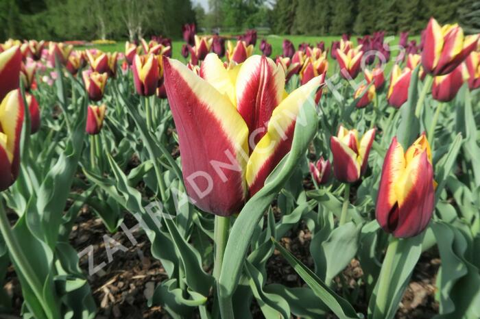 Tulipán Triumph 'Gavota' - Tulipa Triumph 'Gavota'