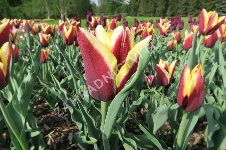 Tulipán Triumph 'Gavota' - Tulipa Triumph 'Gavota'