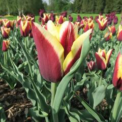 Tulipán Triumph 'Gavota' - Tulipa Triumph 'Gavota'