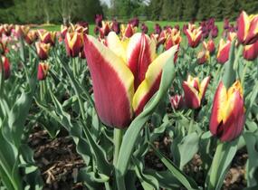 Tulipán Triumph 'Gavota' - Tulipa Triumph 'Gavota'