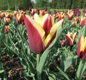 Tulipán Triumph 'Gavota' - Tulipa Triumph 'Gavota'