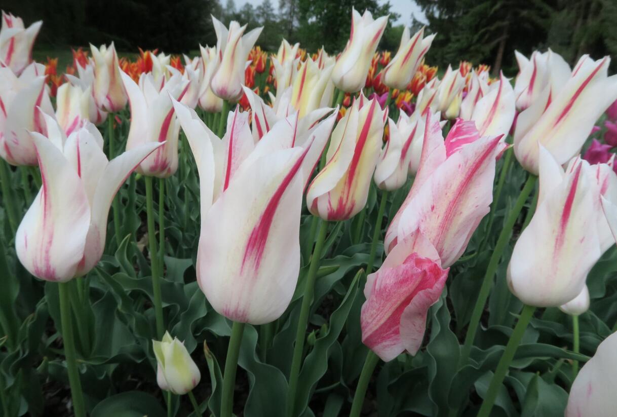 Tulipán liliovitý 'Marilyn' - Tulipa Lily Flowering 'Marilyn'