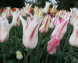 Tulipán liliovitý 'Marilyn'