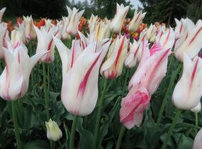 Tulipán liliovitý 'Marilyn' - Tulipa Lily Flowering 'Marilyn'