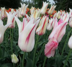 Tulipán liliovitý 'Marilyn' - Tulipa Lily Flowering 'Marilyn'