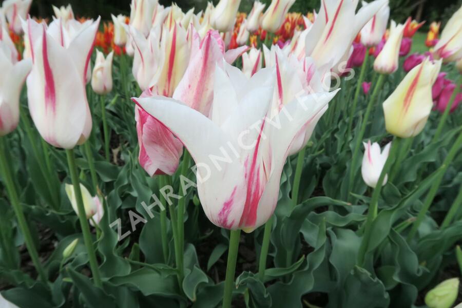 Tulipán liliovitý 'Marilyn' - Tulipa Lily Flowering 'Marilyn'