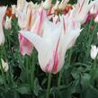 Tulipán liliovitý 'Marilyn' - Tulipa Lily Flowering 'Marilyn'