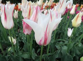 Tulipán liliovitý 'Marilyn' - Tulipa Lily Flowering 'Marilyn'
