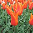 Tulipán liliovitý 'Ballerina' - Tulipa Lily Flowering 'Ballerina'