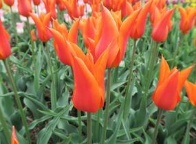 Tulipán liliovitý 'Ballerina' - Tulipa Lily Flowering 'Ballerina'