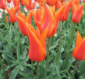 Tulipán liliovitý 'Ballerina' - Tulipa Lily Flowering 'Ballerina'