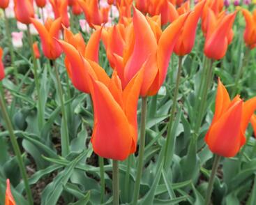 Tulipán liliovitý 'Ballerina'