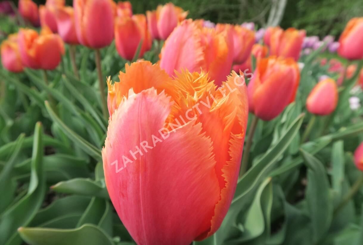 Tulipán 'Lambada' - Tulipa 'Lambada'