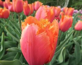 Tulipán 'Lambada'