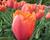 Tulipán 'Lambada'