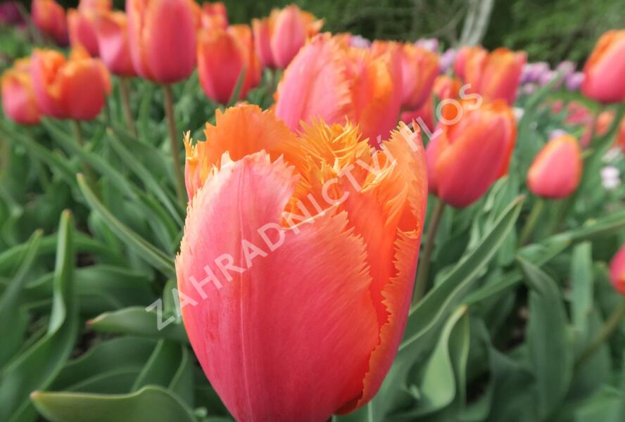 Tulipán 'Lambada' - Tulipa 'Lambada'