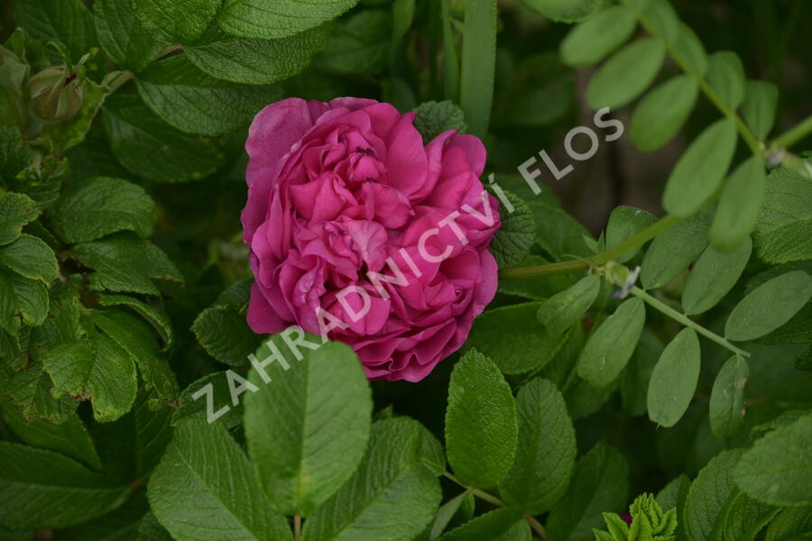Růže svraskalá 'Hansa' - Rosa rugosa 'Hansa'