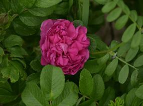 Růže svraskalá 'Hansa' - Rosa rugosa 'Hansa'