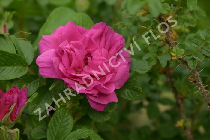 Růže svraskalá 'Hansa' - Rosa rugosa 'Hansa'