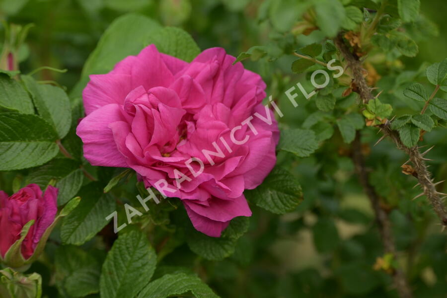 Růže svraskalá 'Hansa' - Rosa rugosa 'Hansa'