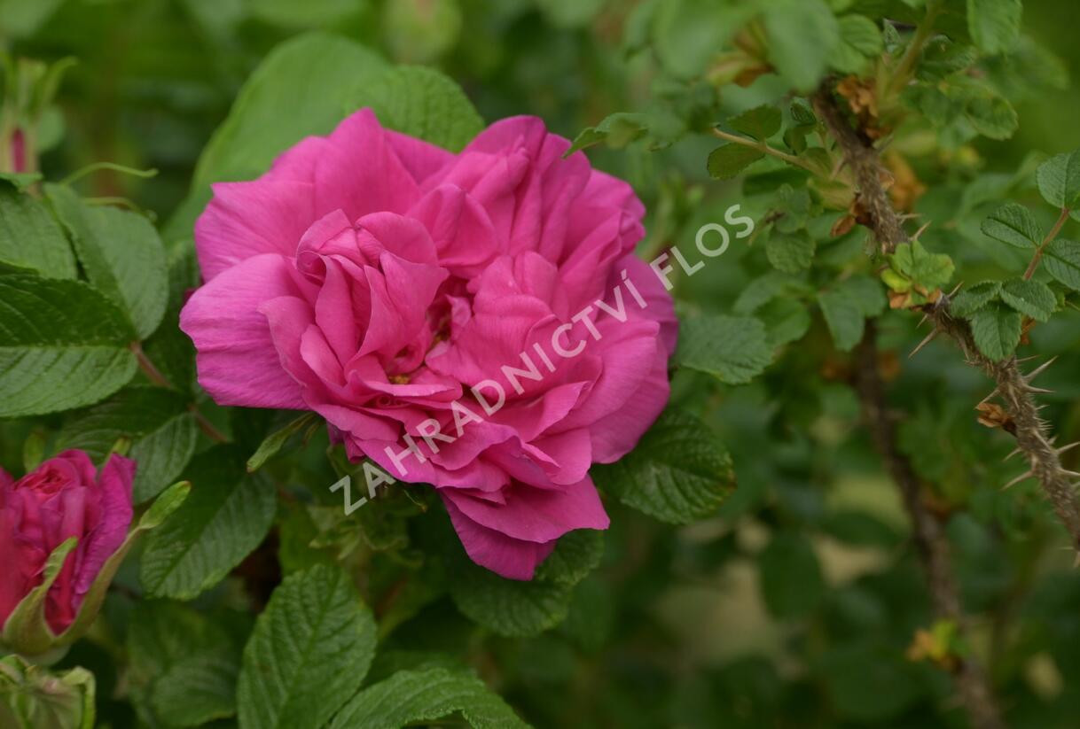 Růže svraskalá 'Hansa' - Rosa rugosa 'Hansa'