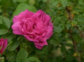 Růže svraskalá 'Hansa' - Rosa rugosa 'Hansa'