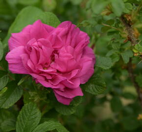 Růže svraskalá 'Hansa' - Rosa rugosa 'Hansa'