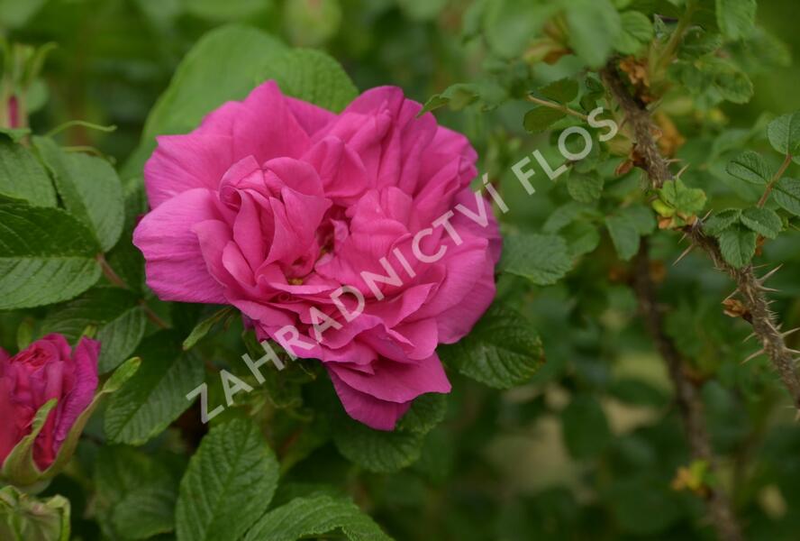 Růže svraskalá 'Hansa' - Rosa rugosa 'Hansa'