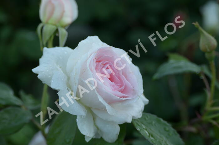 Růže mnohokvětá 'Morden Blush' - Rosa MK 'Morden Blush'