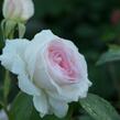 Růže mnohokvětá 'Morden Blush' - Rosa MK 'Morden Blush'