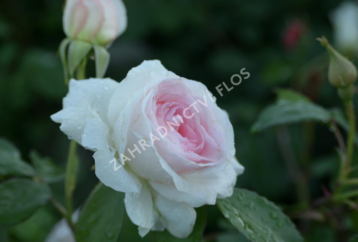 Růže mnohokvětá 'Morden Blush' - Rosa MK 'Morden Blush'