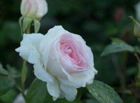 Růže mnohokvětá 'Morden Blush' - Rosa MK 'Morden Blush'