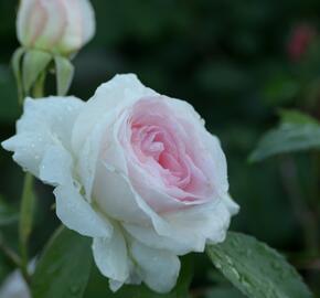 Růže mnohokvětá 'Morden Blush' - Rosa MK 'Morden Blush'