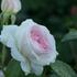 ruze-mnohokveta-morden-blush.jpg