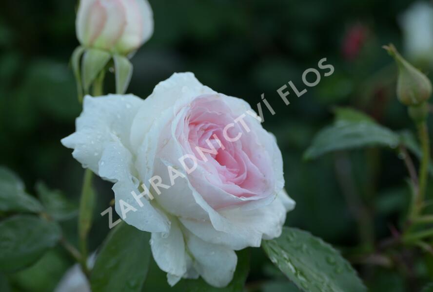 Růže mnohokvětá 'Morden Blush' - Rosa MK 'Morden Blush'