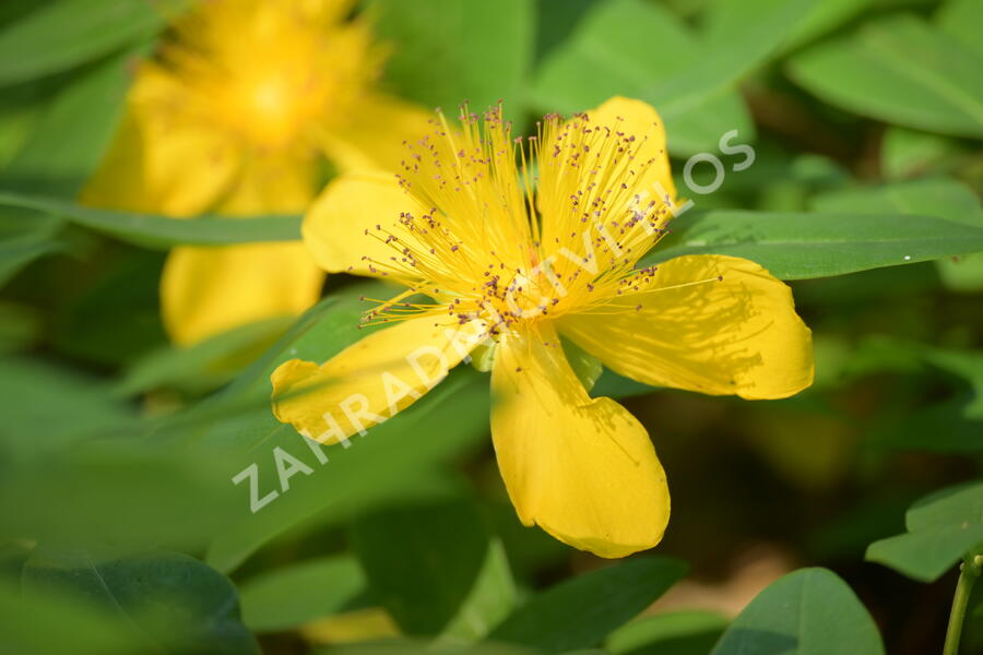 Třezalka kalíškatá - Hypericum calycinum