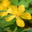 Třezalka kalíškatá - Hypericum calycinum