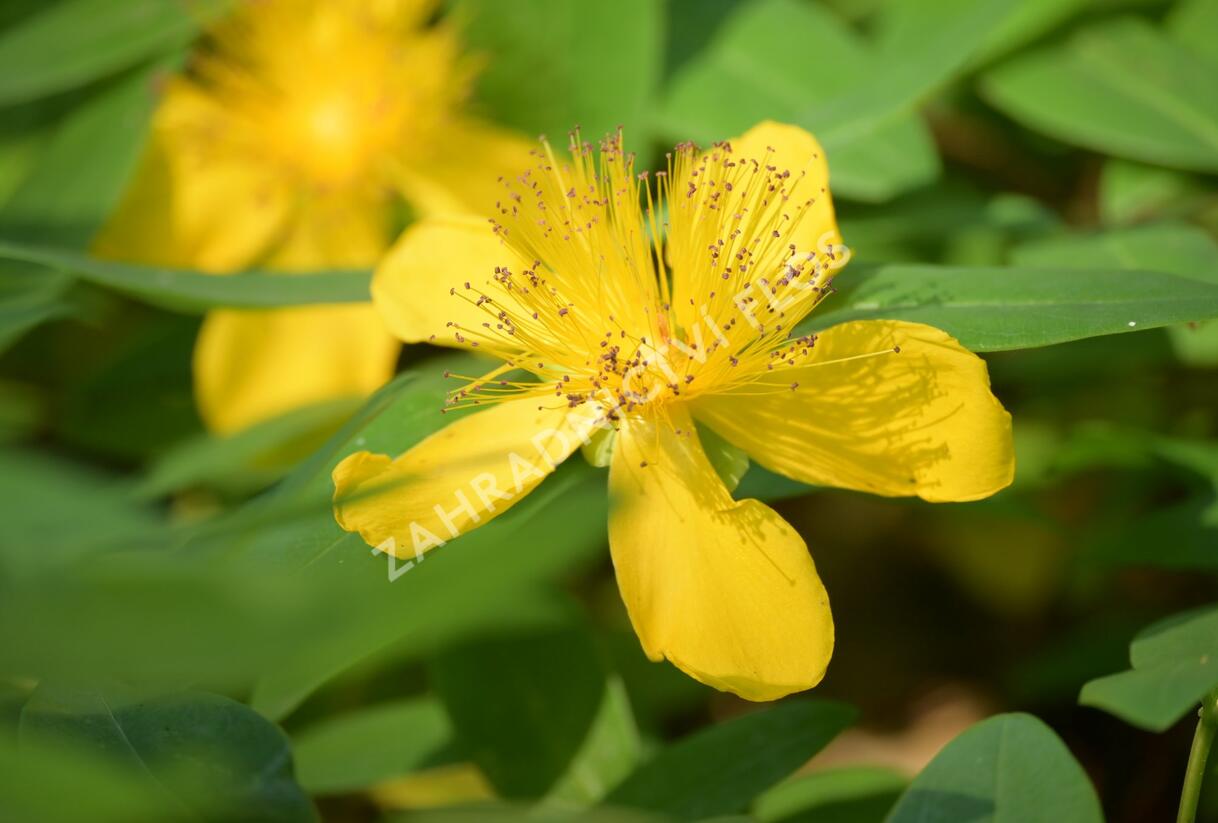 Třezalka kalíškatá - Hypericum calycinum
